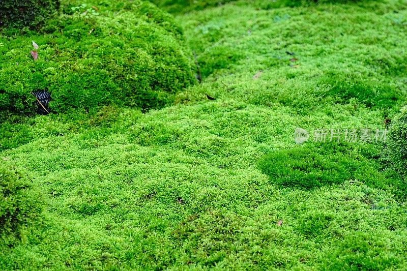 苔藓花园