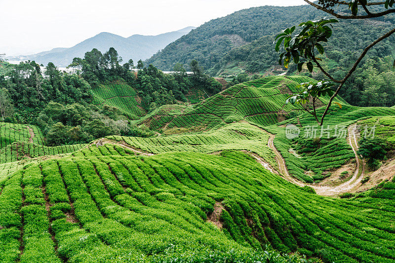 金马伦高地美丽的风景