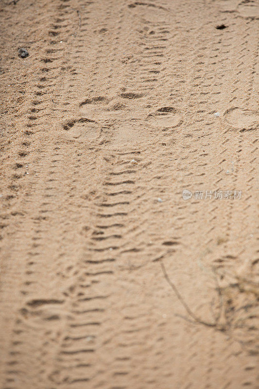 沙滩上的狮子脚印