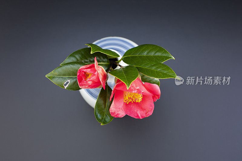 一朵绚烂的红花，昭示着春天的来临。茶花在庆祝节日和新年时展出。装饰在花瓶里。