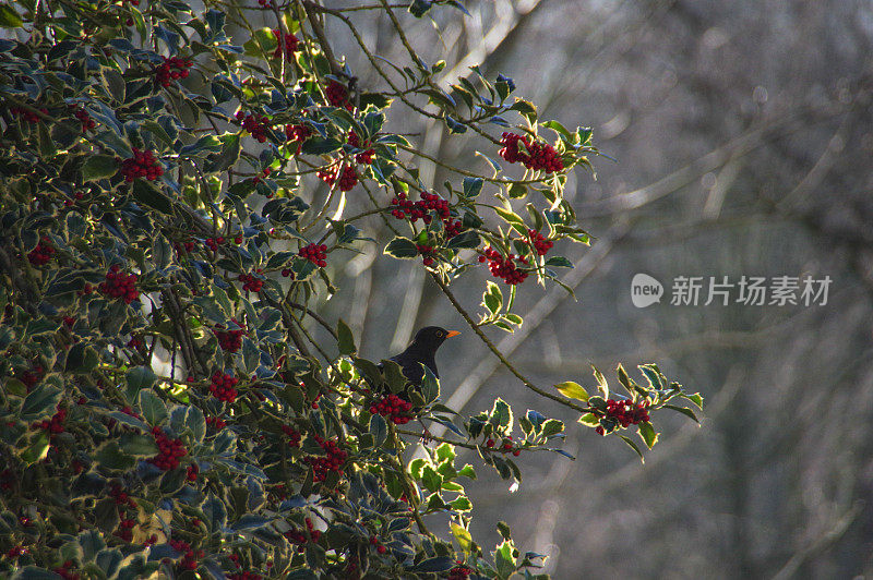 唱着歌吃着黑鸟