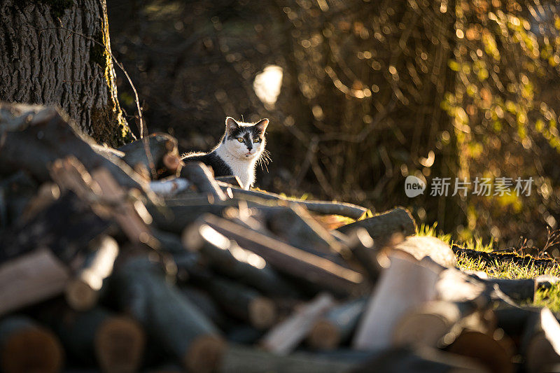 一只棕白色的猫正坐在一堆柴火上。日志与猫