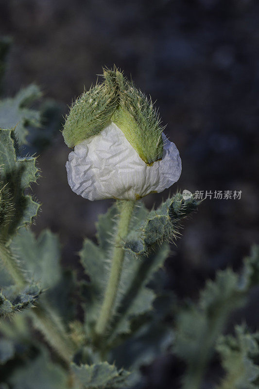 阿吉莫尼是一种多刺罂粟已知的共同名称多刺罂粟或扁芽多刺罂粟和chicalote。洋葱谷，因约国家森林，内华达山脉东部，加利福尼亚州。