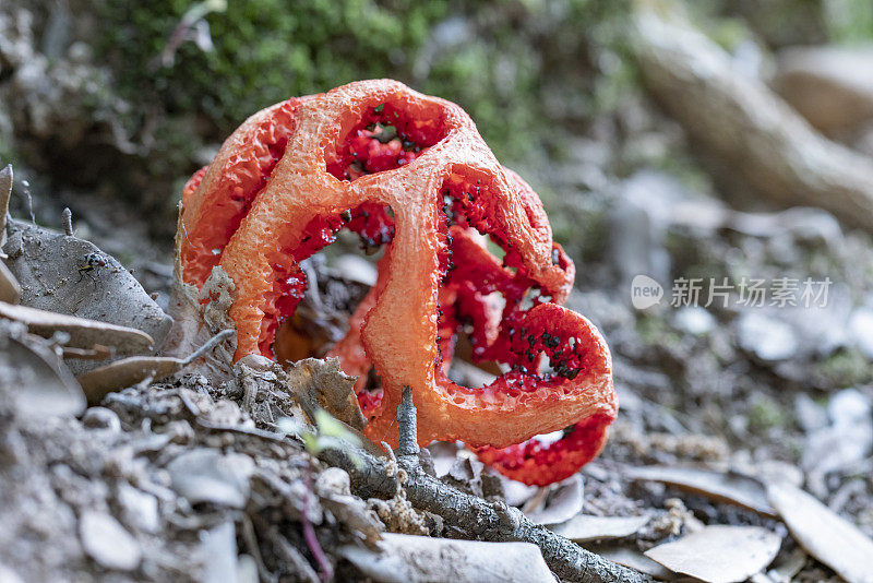 巴塞罗纳蒙特塞拉特灌木丛中的红蘑菇