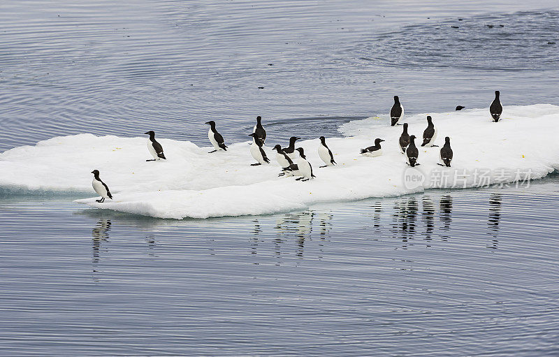 厚嘴海雀或Brünnich海雀(乌里亚龙)是海雀科的一种鸟类。和其他莫尔家的人一起站在冰流上。