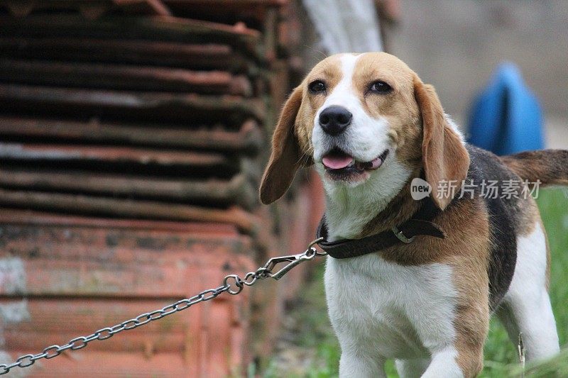 狗男人的朋友