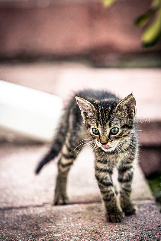 小猫小猫在户外