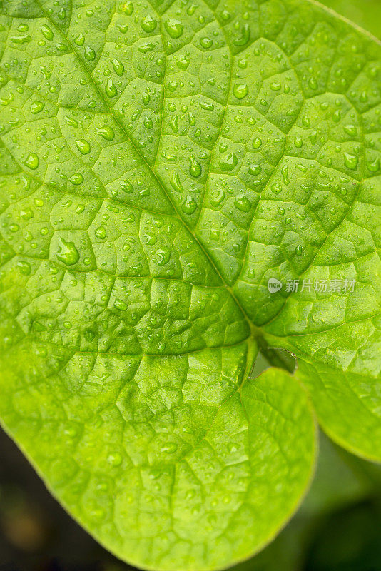 Brunnera。雨中植物的叶子