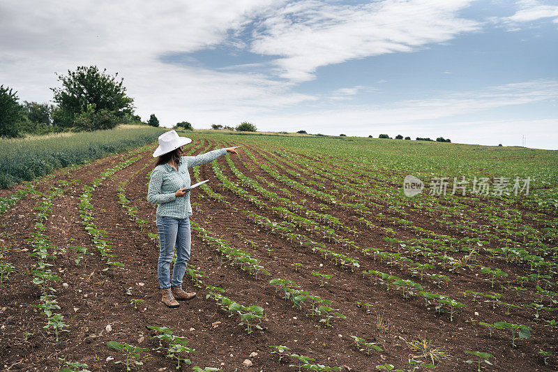 一个农妇在田地中间看向日葵幼苗，指着什么东西。用数码平板电脑散步，检查植物。农业职业。