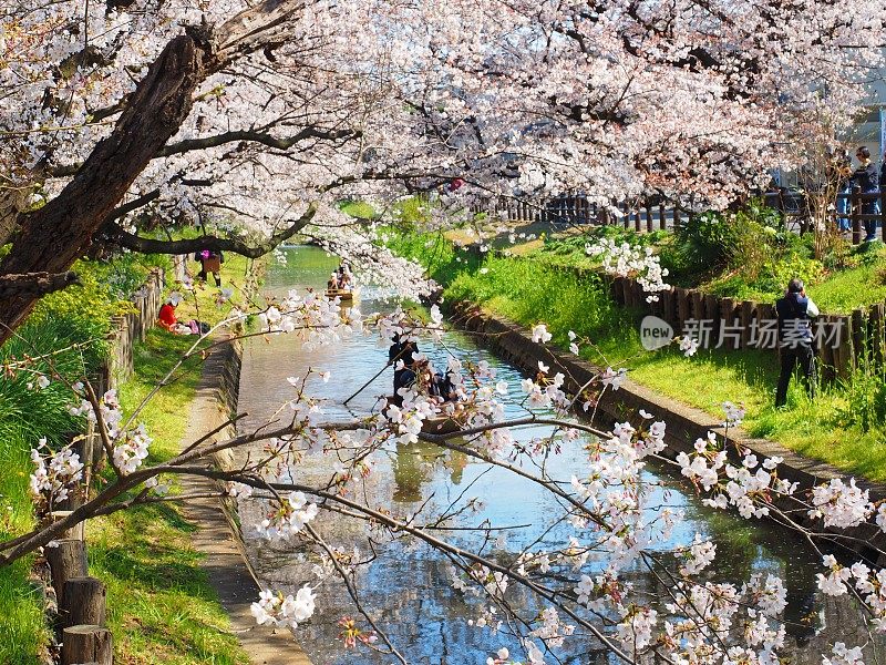 樱花，日本埼玉县川越神社附近的新石川河上的樱花