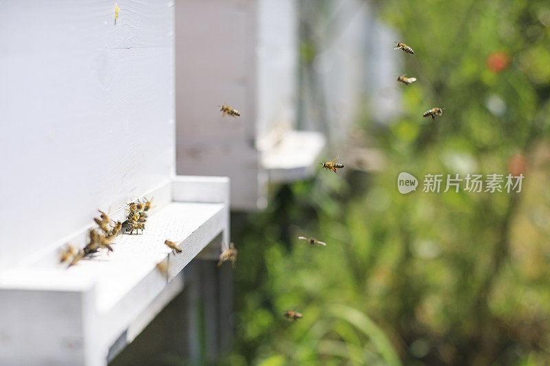 蜜蜂在蜂巢里飞来飞去