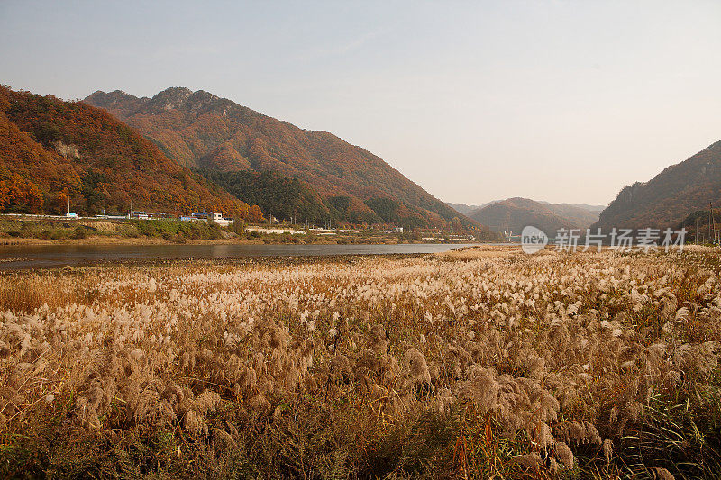 芦苇场