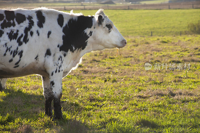 美丽的荷斯坦奶牛在大草地上。