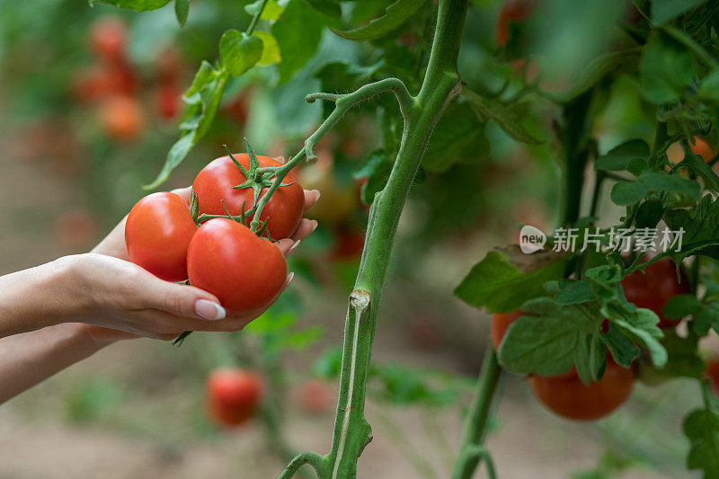 农夫在花园里采摘新鲜的西红柿