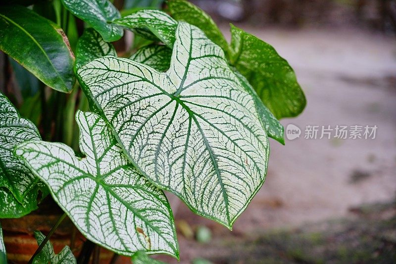 菖蒲属植物白叶绿脉