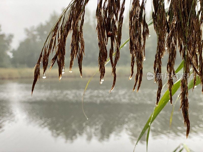 雨滴像珍珠