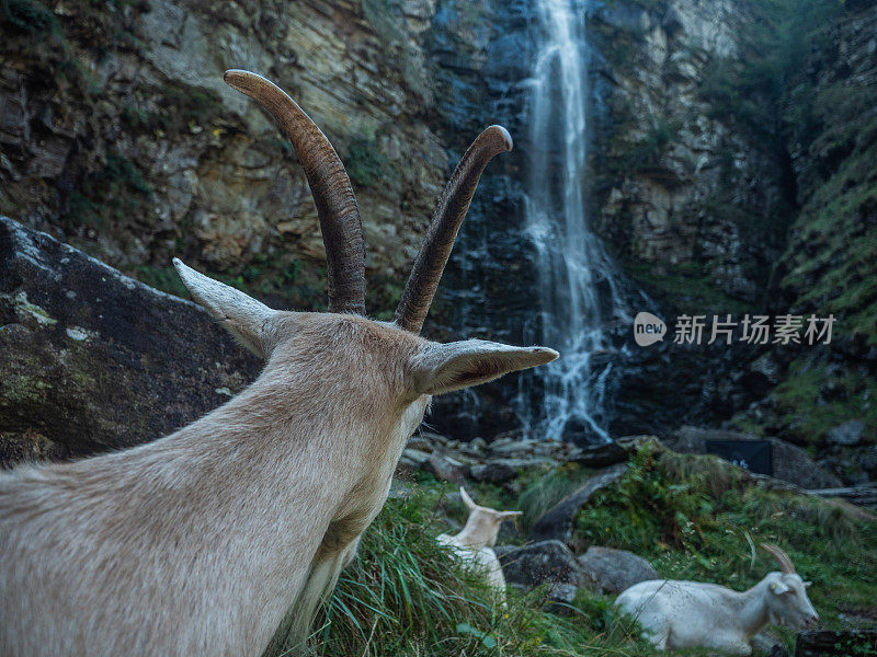 山路上的山羊肖像