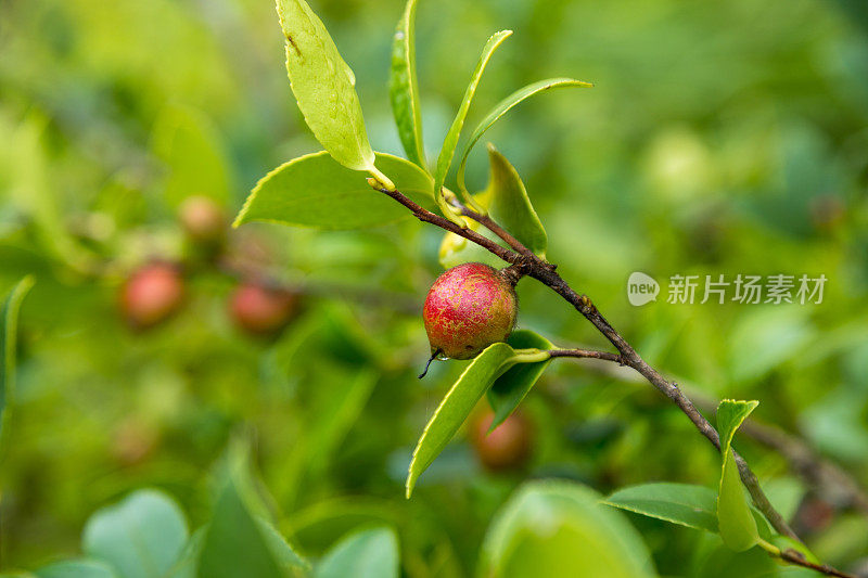 成熟的山茶籽树上结满了果实