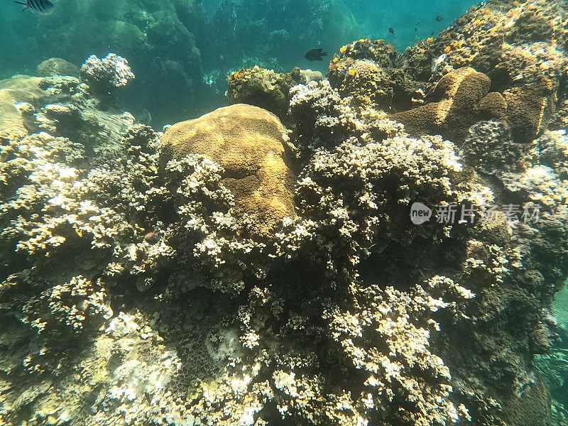 泰国古道海洋生物