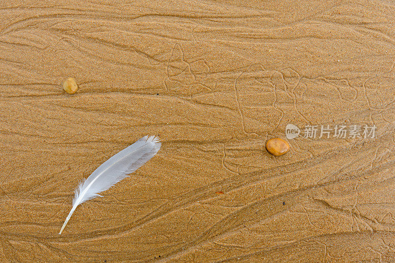 沙滩上的海鸟羽毛。