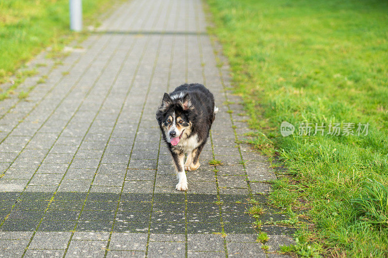 边境牧羊犬在砖路上奔跑