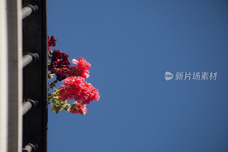 天竺葵花，铸铁阳台在西班牙。