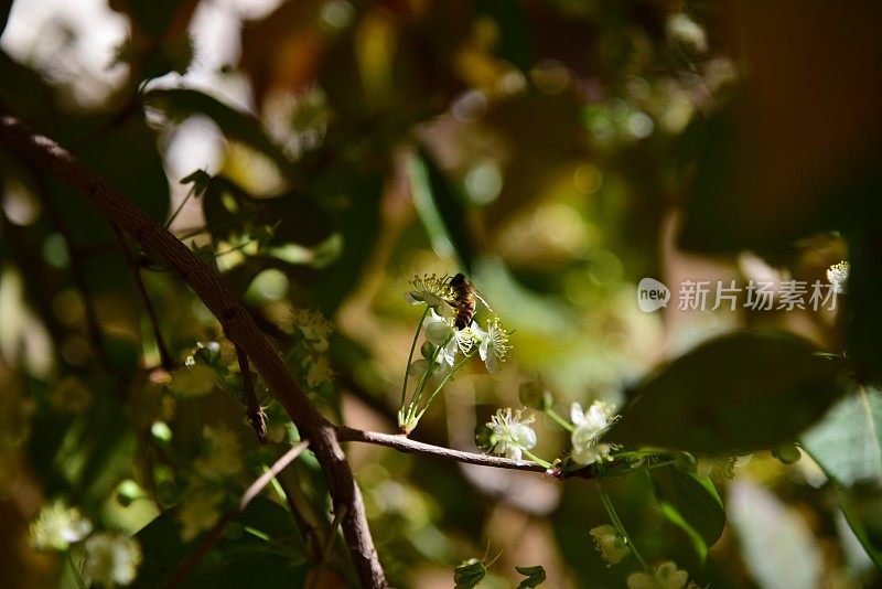 开花的皮坦加或苏里南樱桃