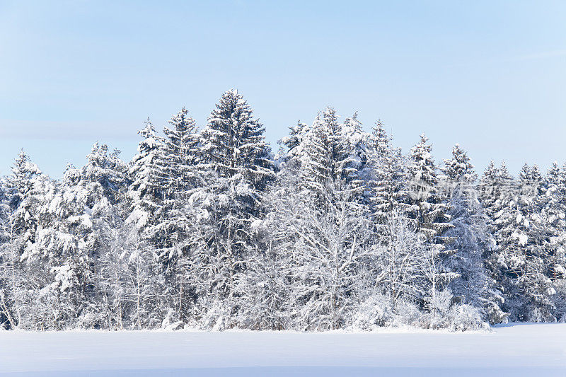 冰雪森林背景