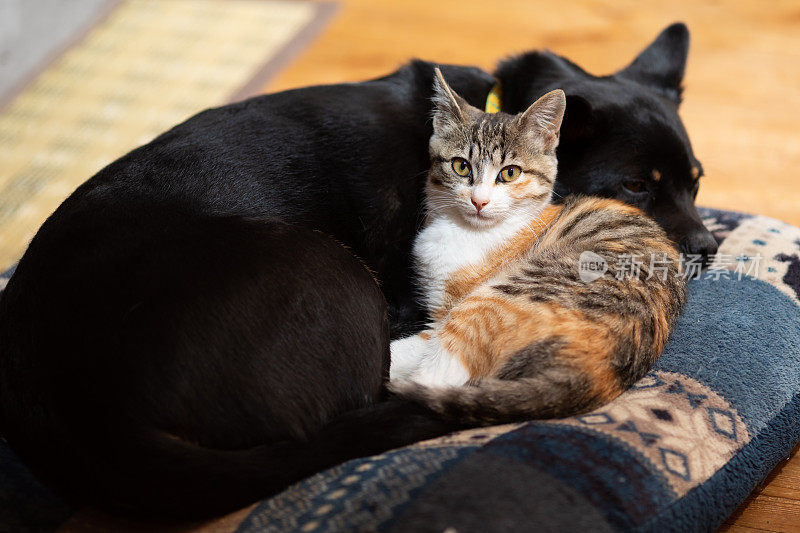 小猫和好朋友狗依偎在枕头上