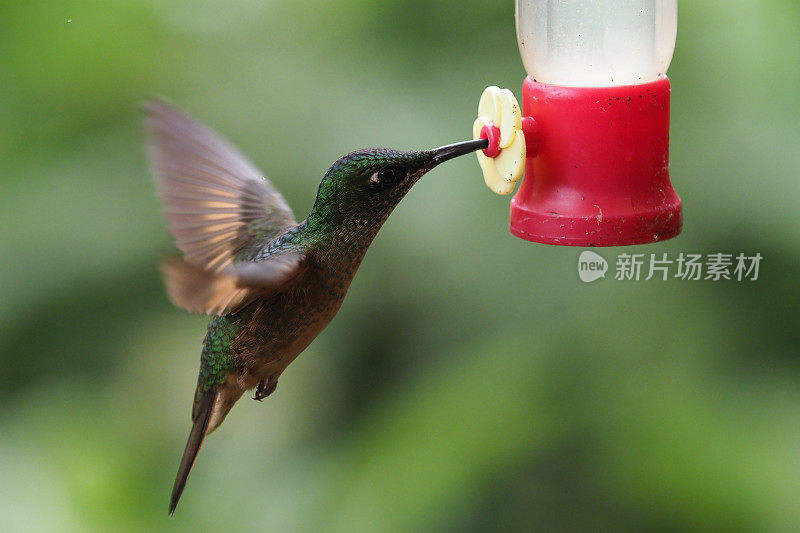 蜂鸟、厄瓜多尔