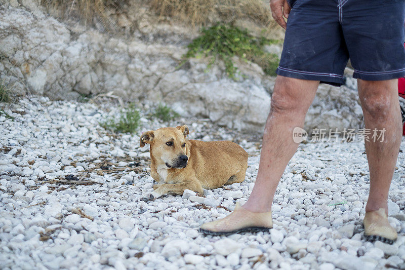 流浪狗在石滩上玩耍