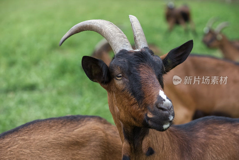 山羊特写