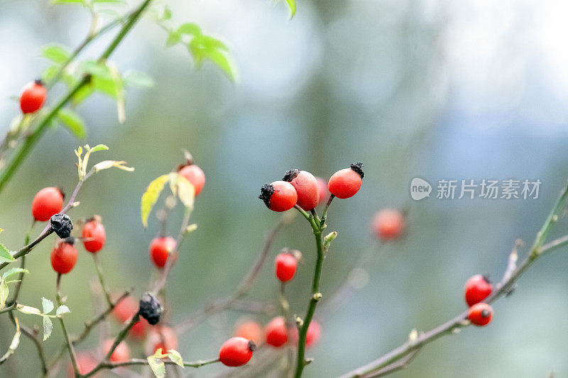 特写野生蔷薇果，背景与复制空间