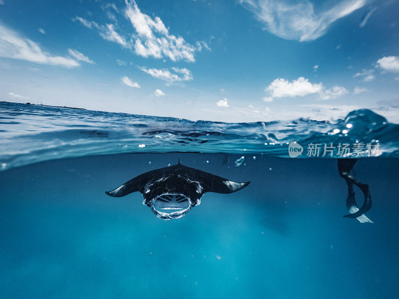 在海洋中觅食的蝠鲼-马尔代夫