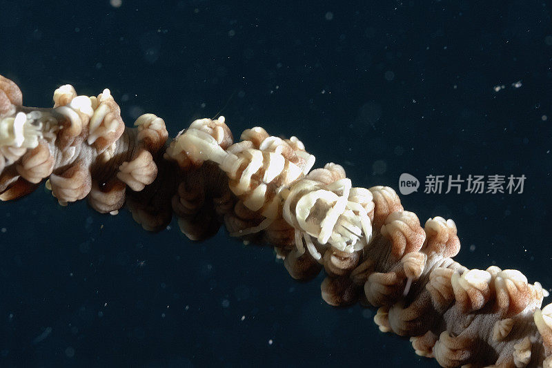 一幅鞭珊瑚伴侣虾在鞭珊瑚上的照片
