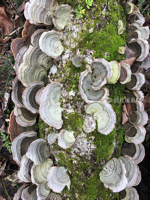 俯视许多死树上的火鸡尾真菌