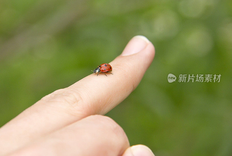 瓢虫(双球菌)和雏菊(白菊花)