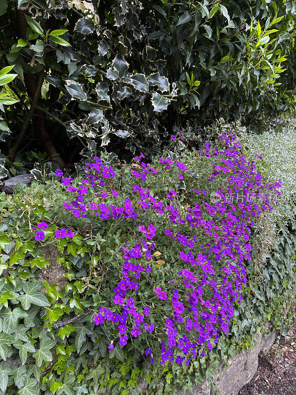 在阳光明媚的春天花园中，紫花植物的形象出现在花坛上，爬满了常春藤，景色高高地