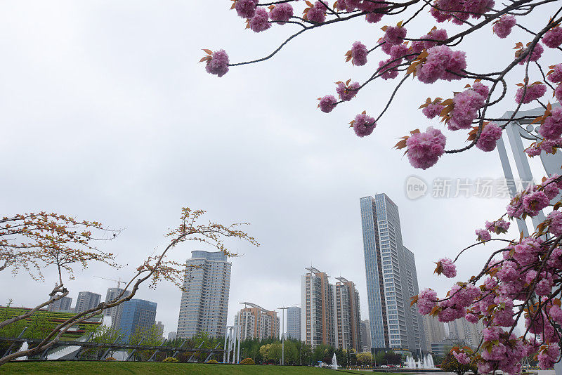 中国山东省日照市，花儿在春雨中绽放