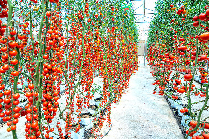 樱桃番茄在温室花园里成熟