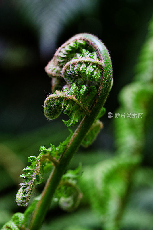 展开蕨类植物