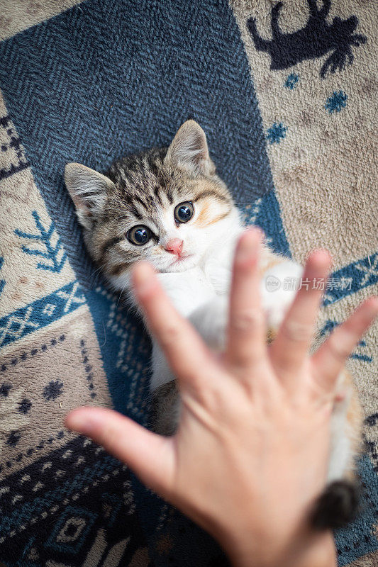 POV和一只小猫在垫子上玩个人视角的观点