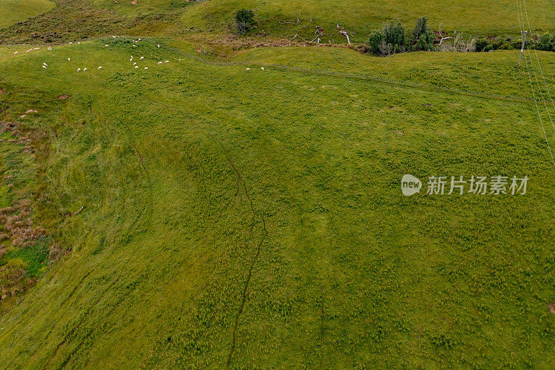一群羊在绿色农场吃草，49号州公路，新西兰