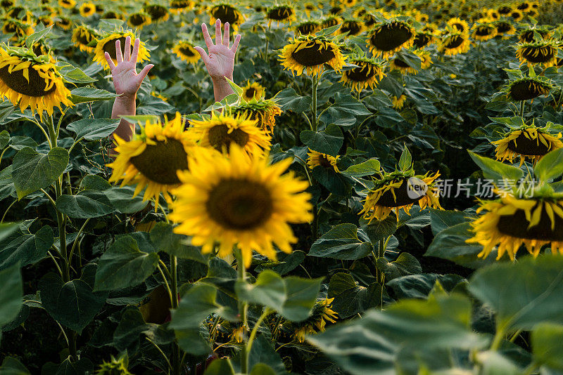 夕阳下迷失在向日葵地里