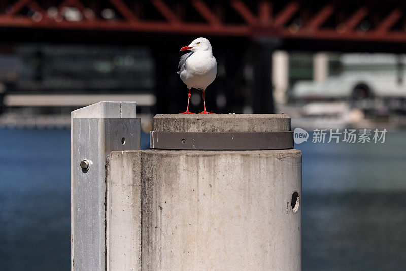 海鸥在海边休息