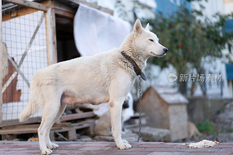 纯种白色西伯利亚哈士奇系在她的狗窝在街道院子里