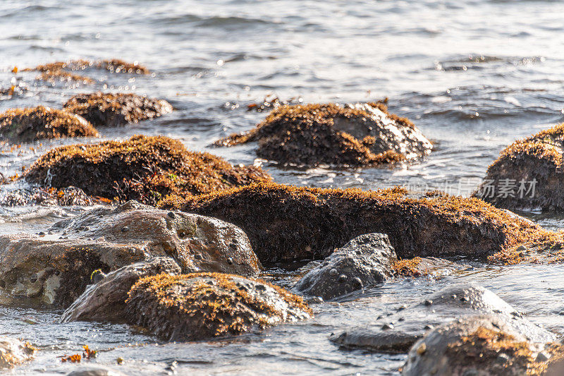 海浪拍打着岩石上的海藻