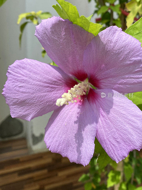 粉红色木槿开花的室内植物的特写图像，花瓣和雄蕊与花粉模糊的叶子背景，聚焦前景