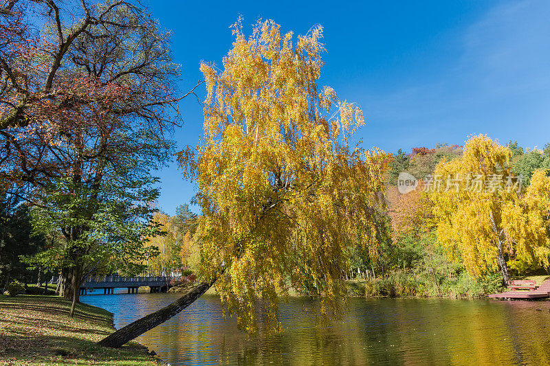 秋天公园里，树干斜倚在水面上的桦树