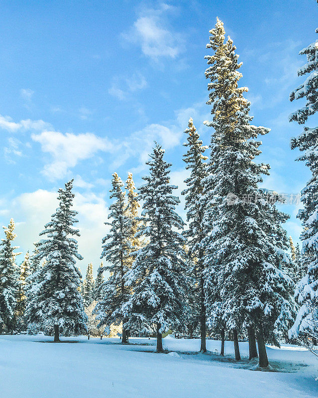 阿拉斯加的冬季树木